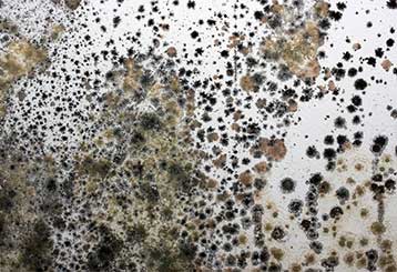 Mold and Mildew in Your Carpet | Beverly Hills