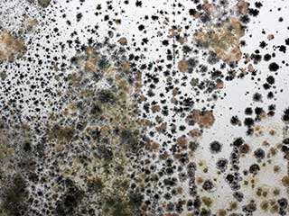 Mold and Mildew in Your Carpet | Beverly Hills Carpet Cleaning