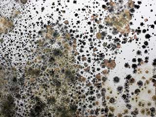 Mold and Mildew in Your Carpet | Beverly Hills Carpet Cleaning